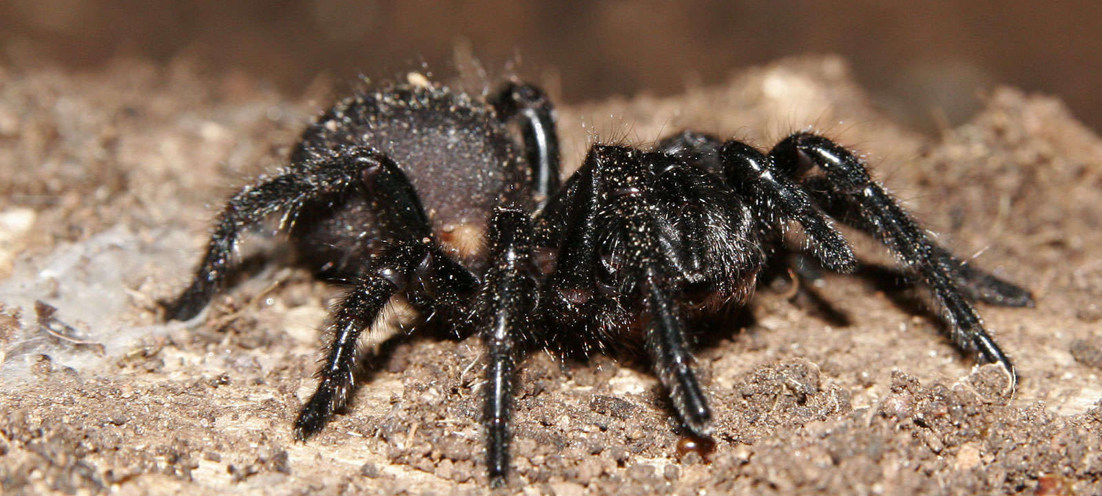 Victorian Funnelweb Spider