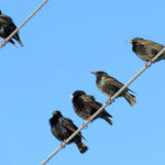 Starlings, a common nuisance bird